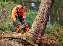 Best Pest Control for Lawns  in Paddock Lake, WI